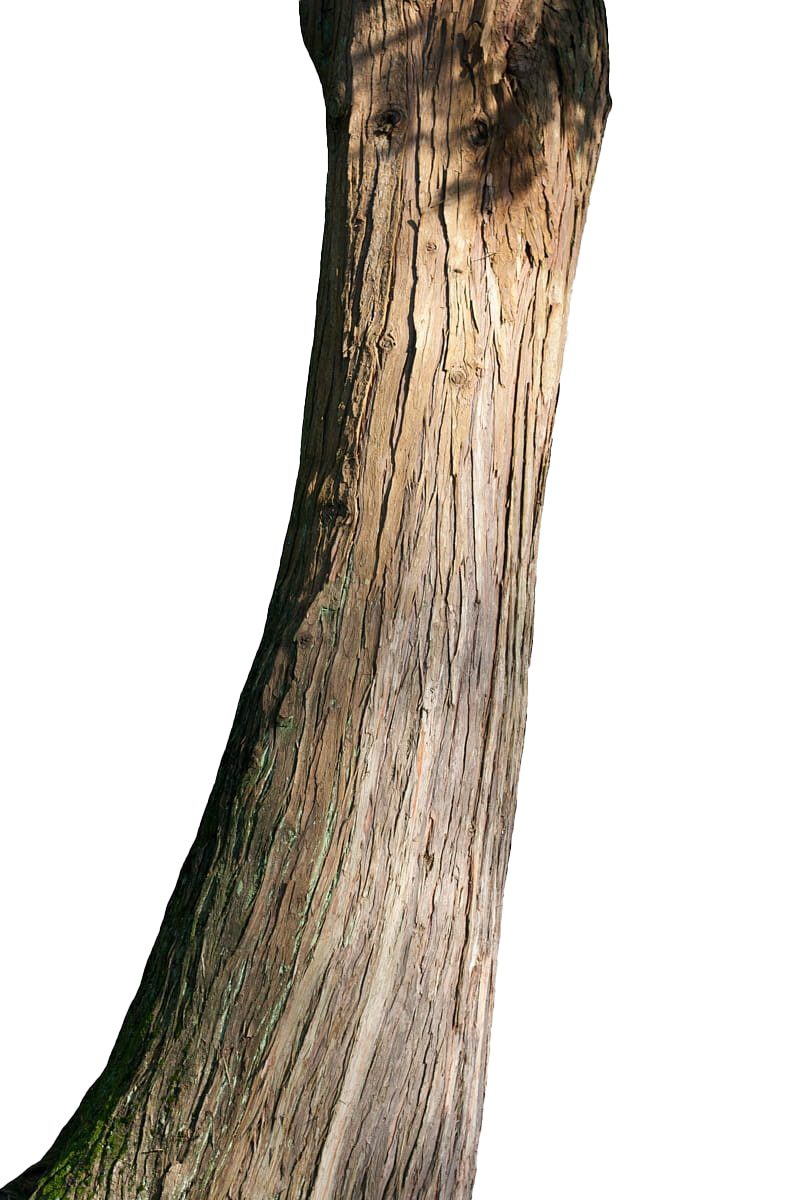 Tree Branch Trunk Free Transparent Image HQ PNG Image