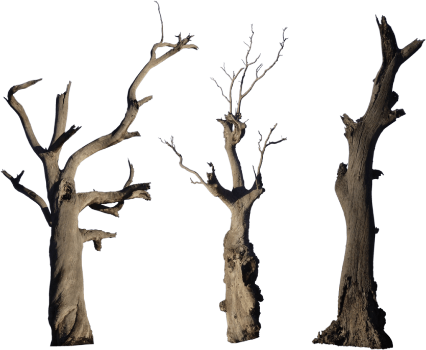 Tree Branch Trunk HD Image Free PNG Image