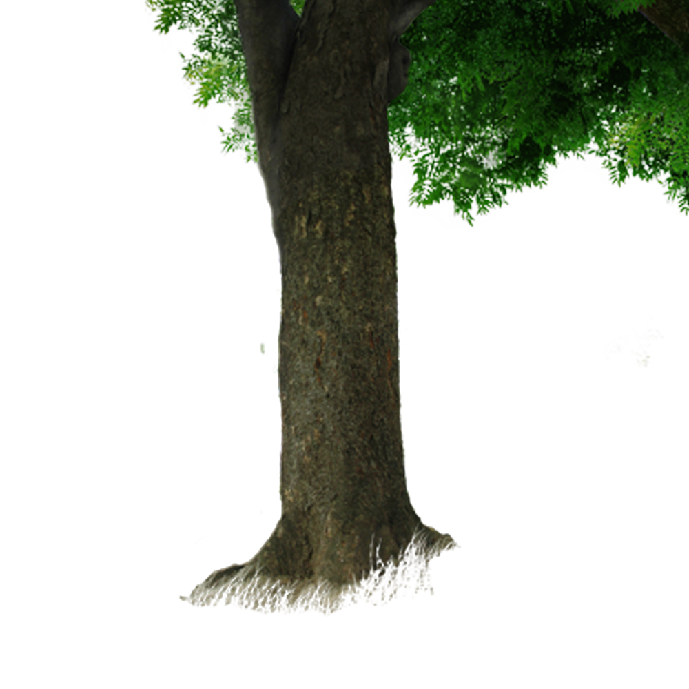 Tree Trunk Free Download PNG HQ PNG Image