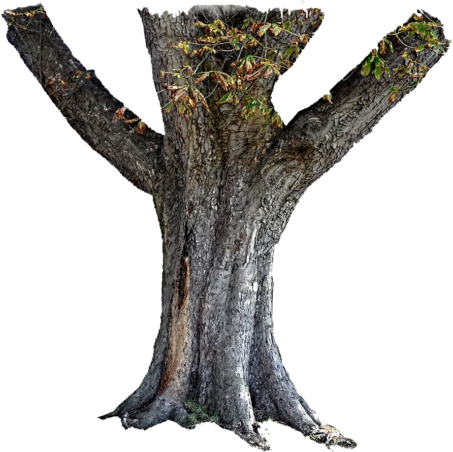 Tree Trunk Free Photo PNG Image