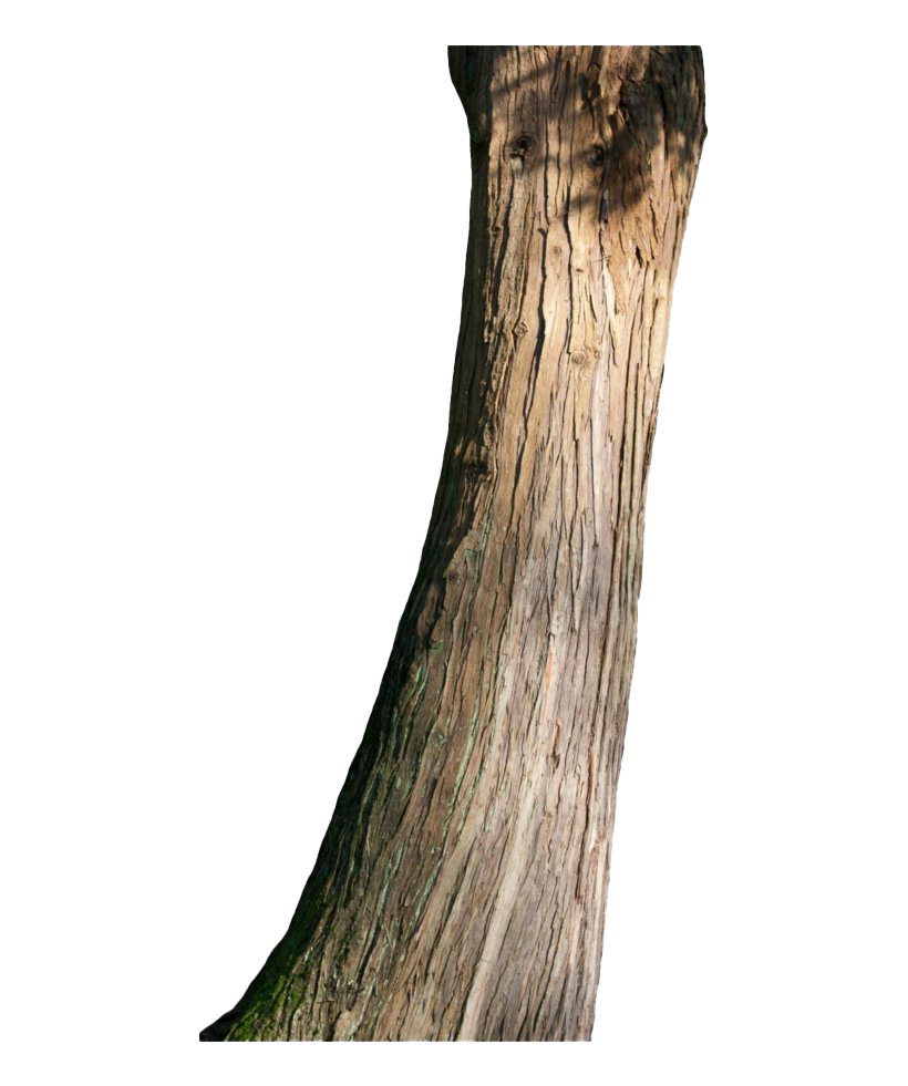 Tree Trunk Free Transparent Image HD PNG Image