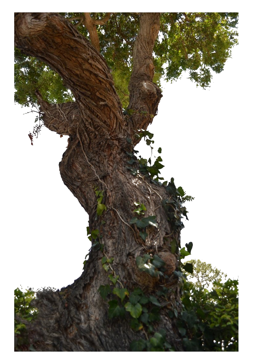 Tree Trunk Free HQ Image PNG Image