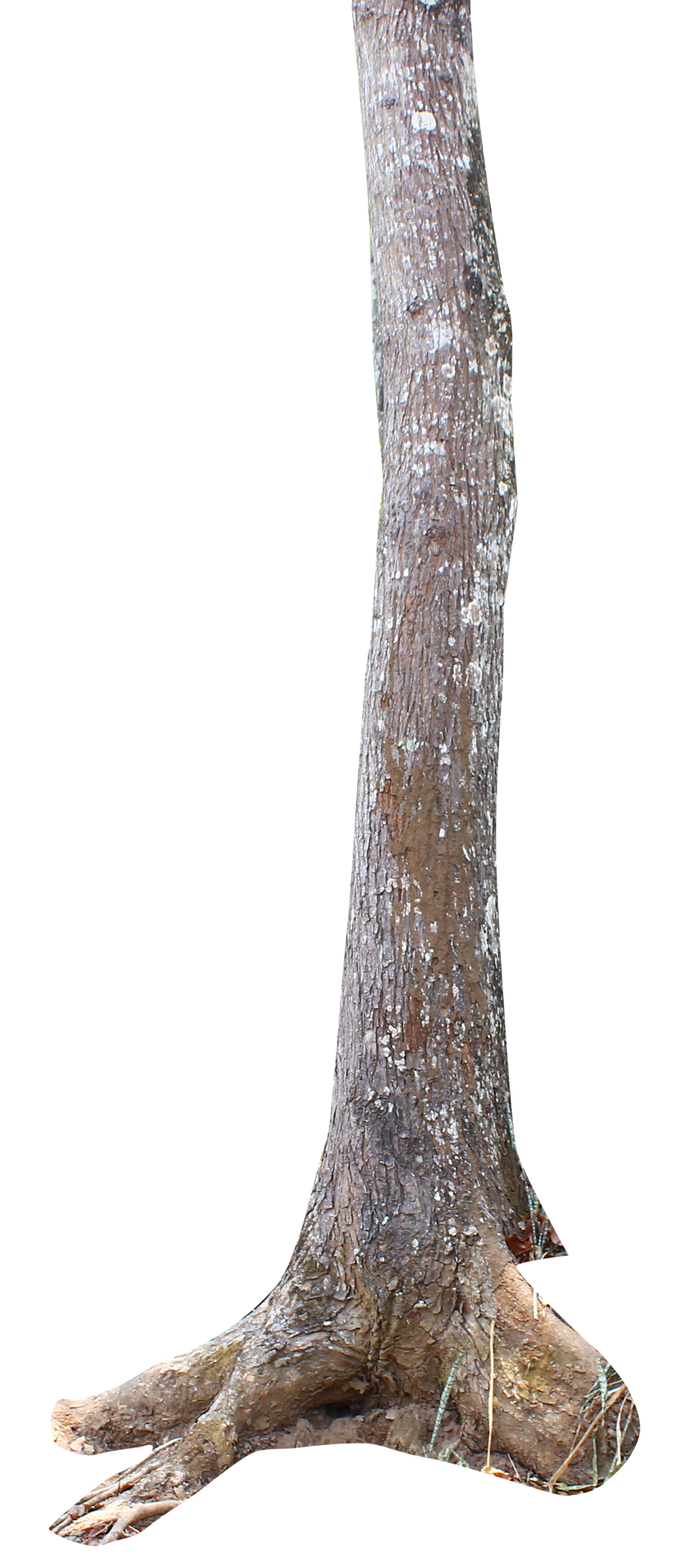 Images Tree Trunk Free PNG HQ PNG Image
