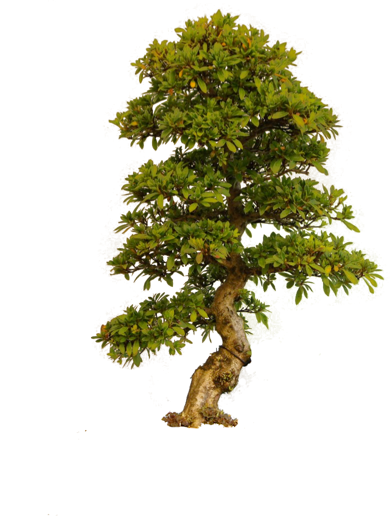 Old Tree PNG Image