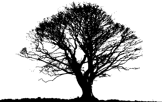 Black Tree Photos PNG Image