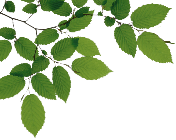 Tree Branch File PNG Image