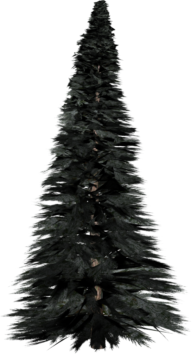 Pine Tree Photos PNG Image