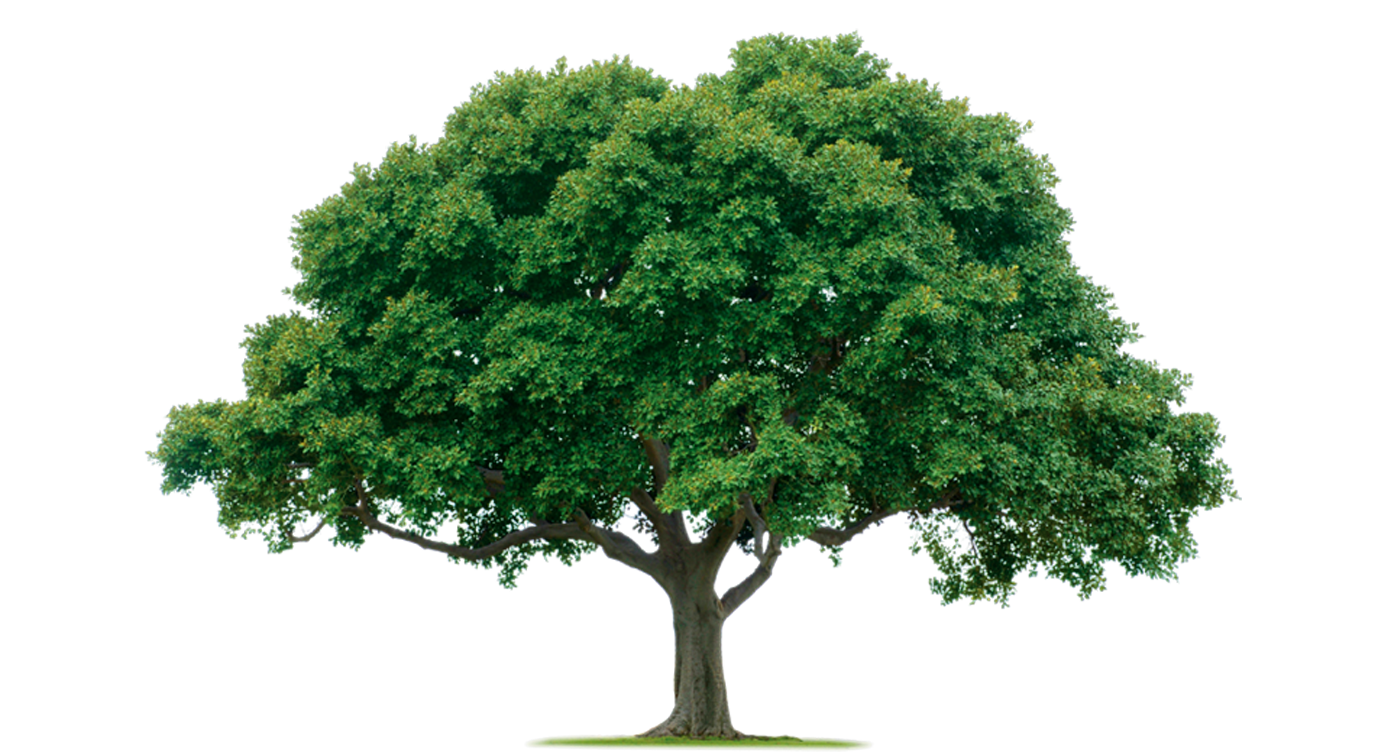 Tree Photos PNG Image