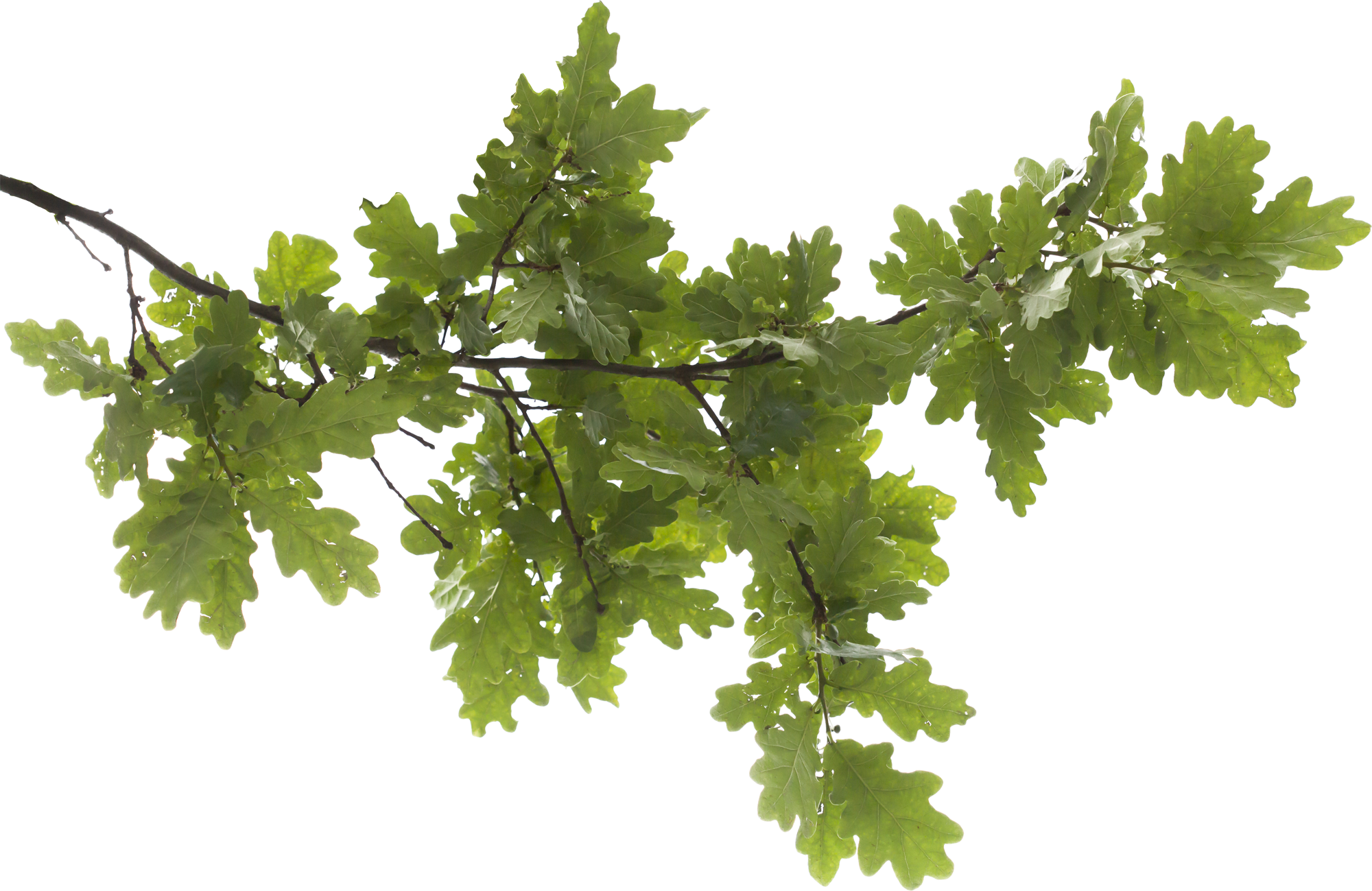 Tree Branch Transparent Image PNG Image