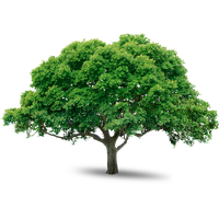 SCARICARE ALBERI PHOTOSHOP
