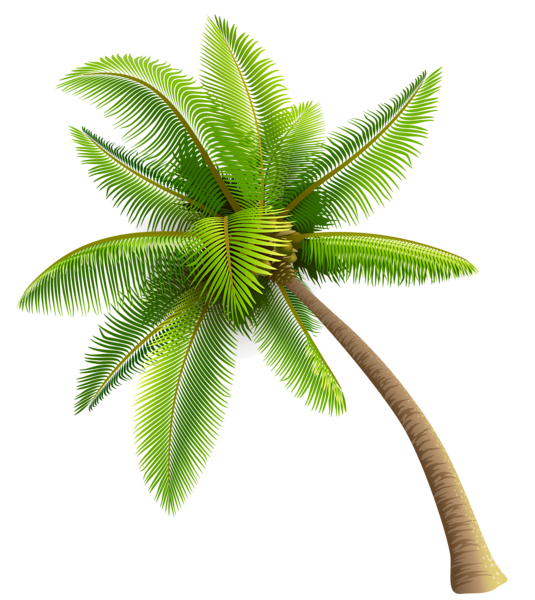 Coconut Tree Transparent Image PNG Image