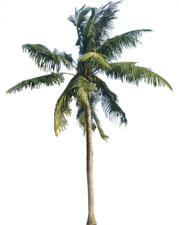 Coconut Tree Transparent PNG Image