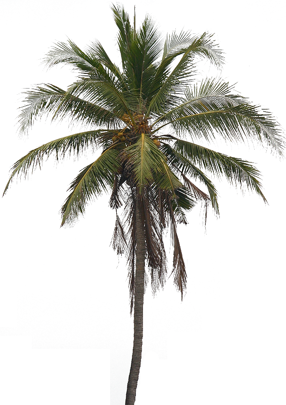 Coconut Tree PNG Image