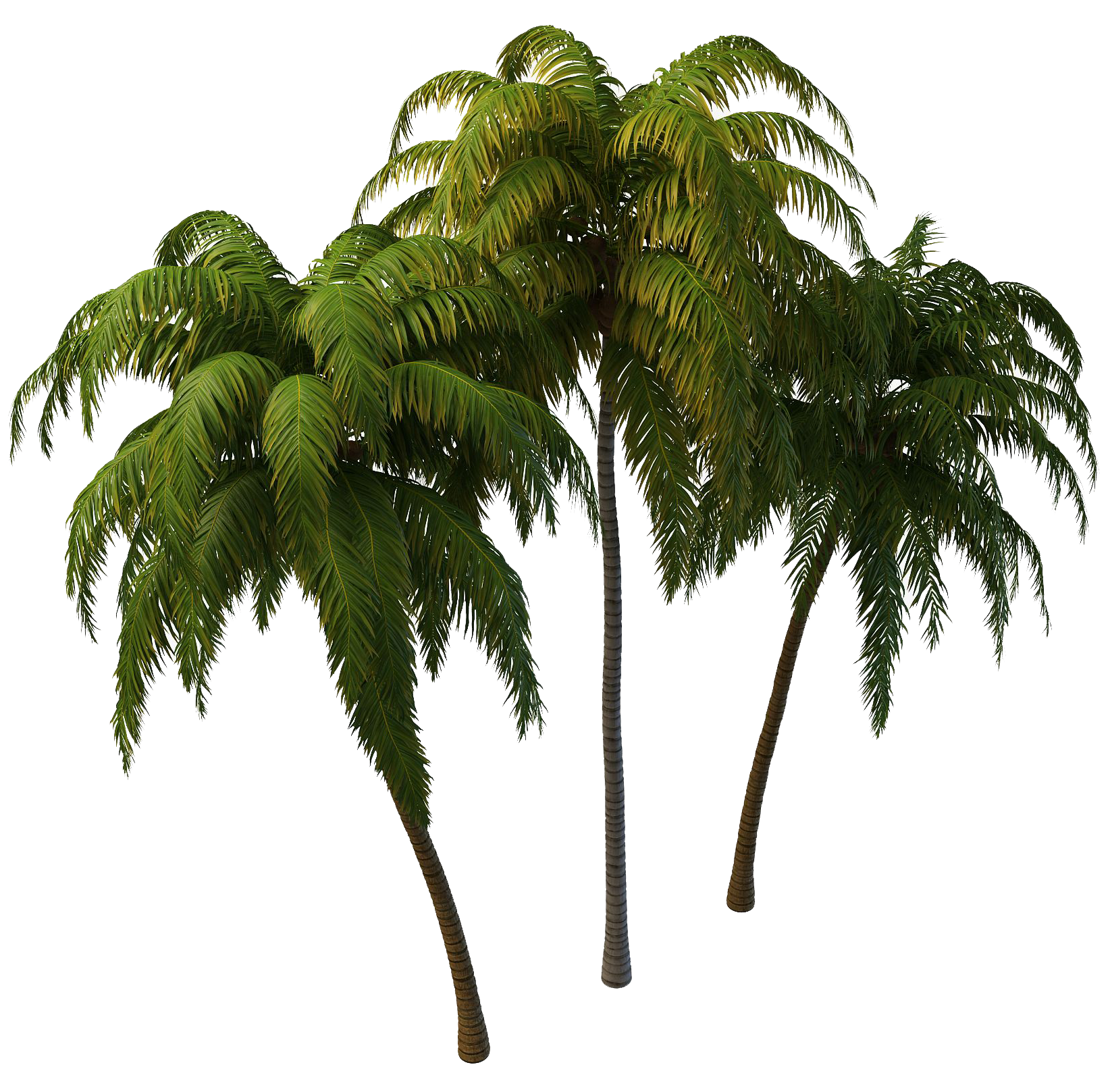 Coconut Tree Photos PNG Image