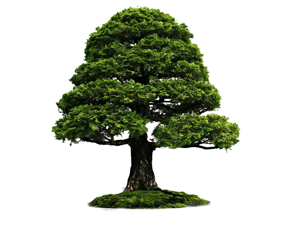 Tree Png Image PNG Image