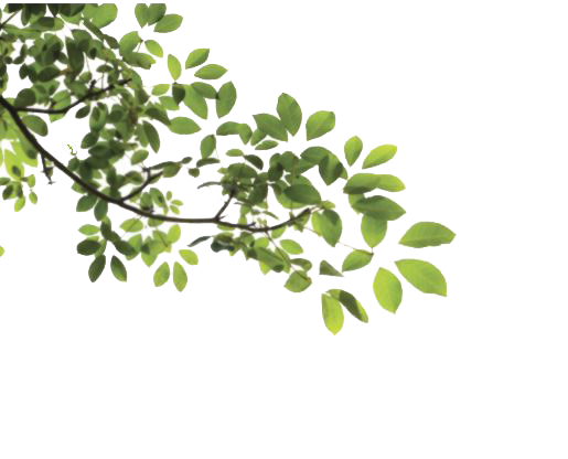 Tree Leaves PNG Image