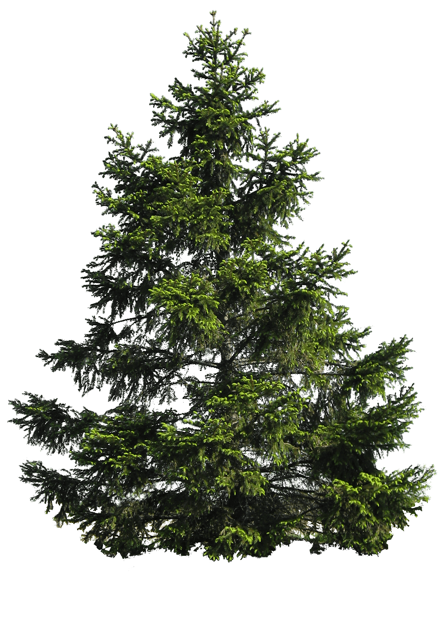 Tree Png Image Download Picture PNG Image