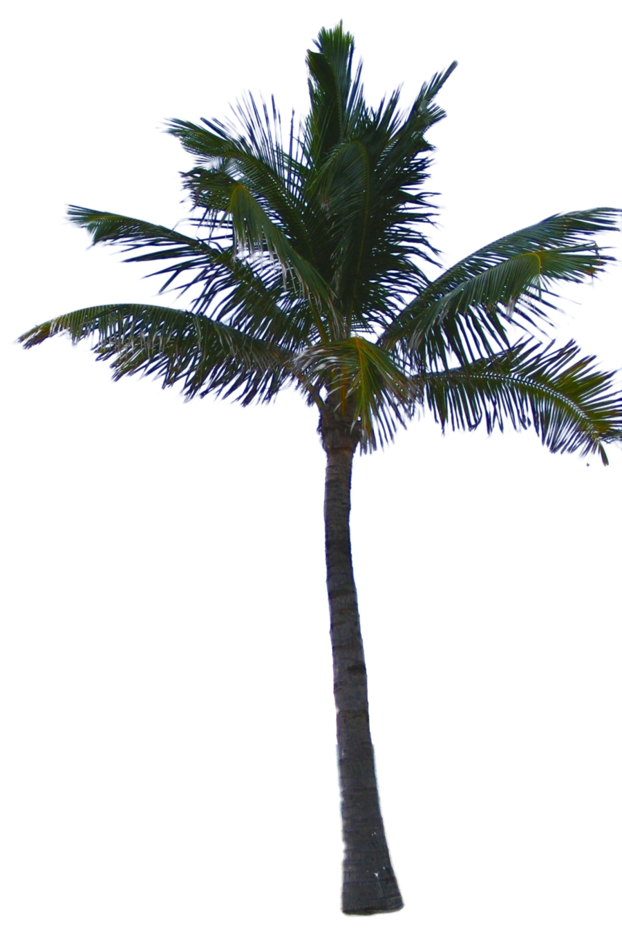 Jungle Tree Clipart PNG Image