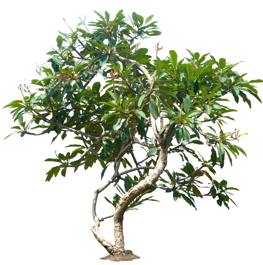 Jungle Tree File PNG Image