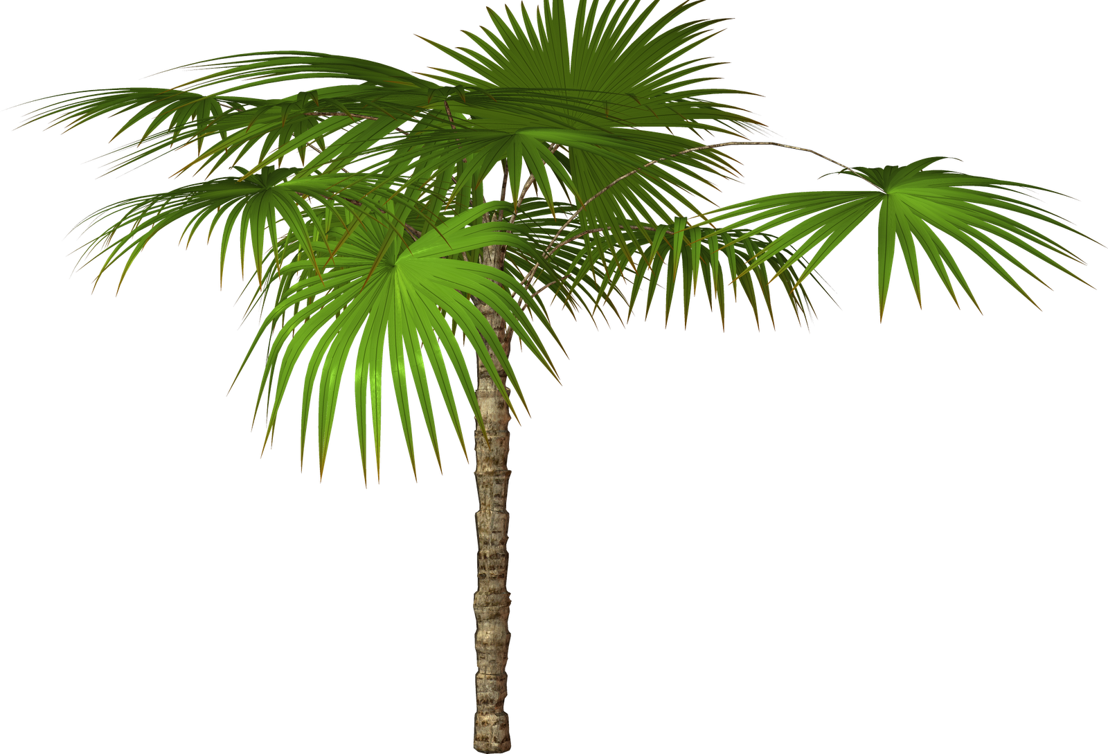 Jungle Tree Free Download PNG Image