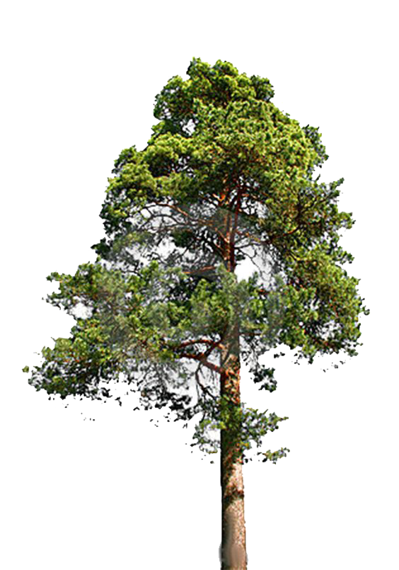 Fir-Tree File PNG Image