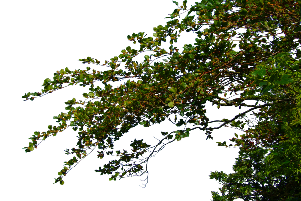 Tree Leaves File PNG Image