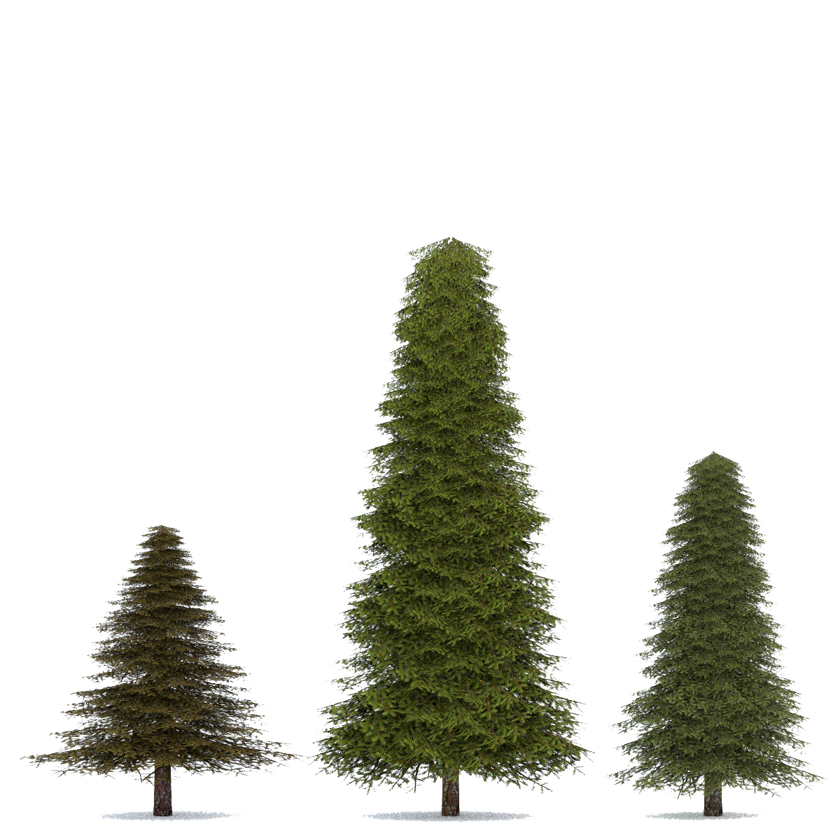 Fir-Tree Transparent Image PNG Image