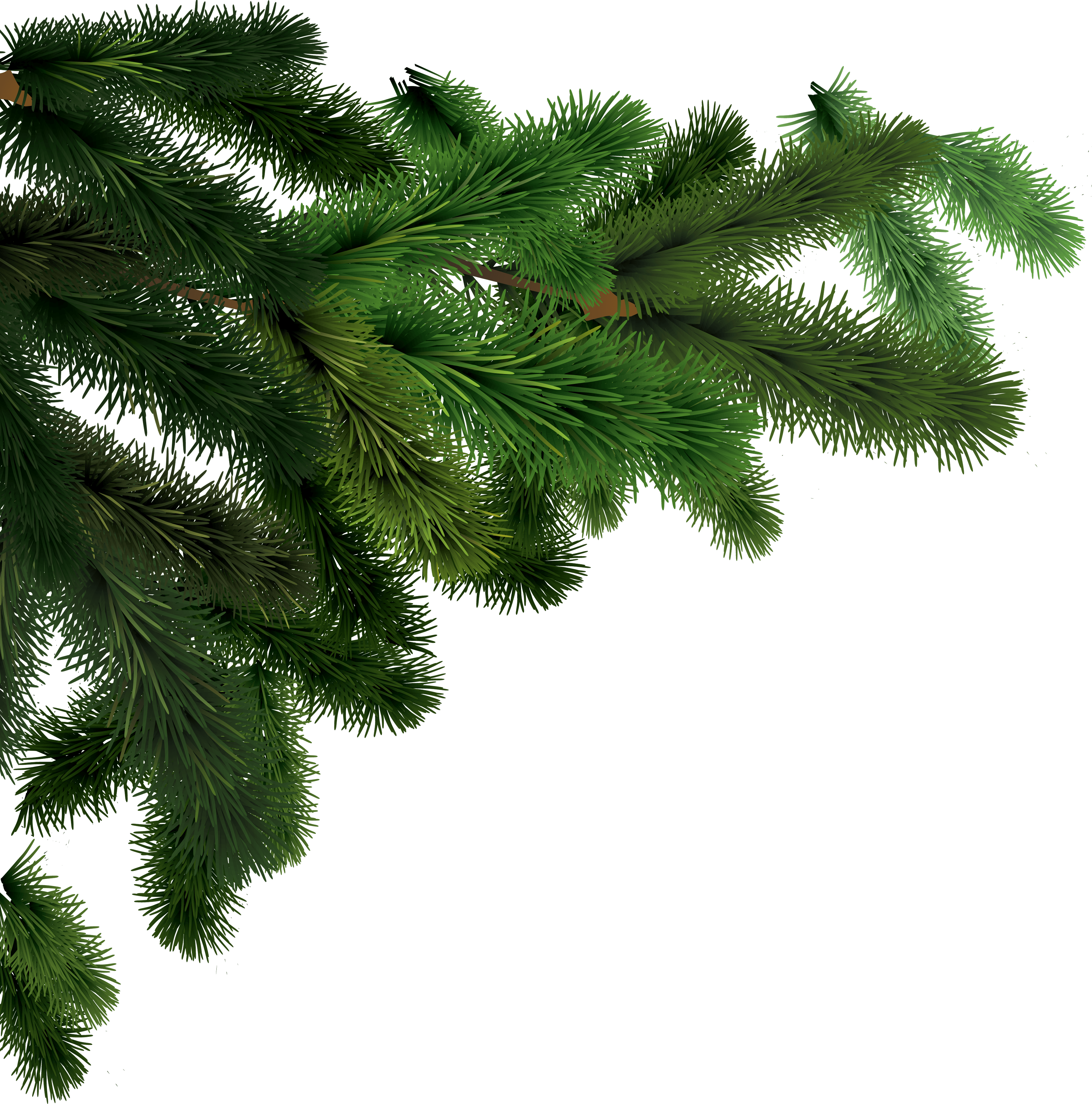 Fir-Tree PNG Image