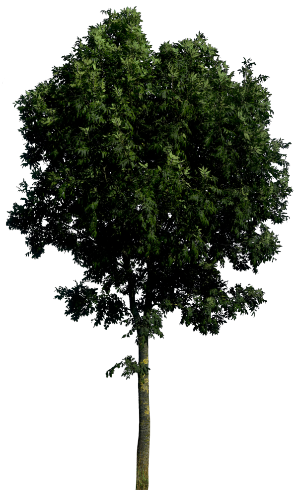 Tree Transparent PNG Image
