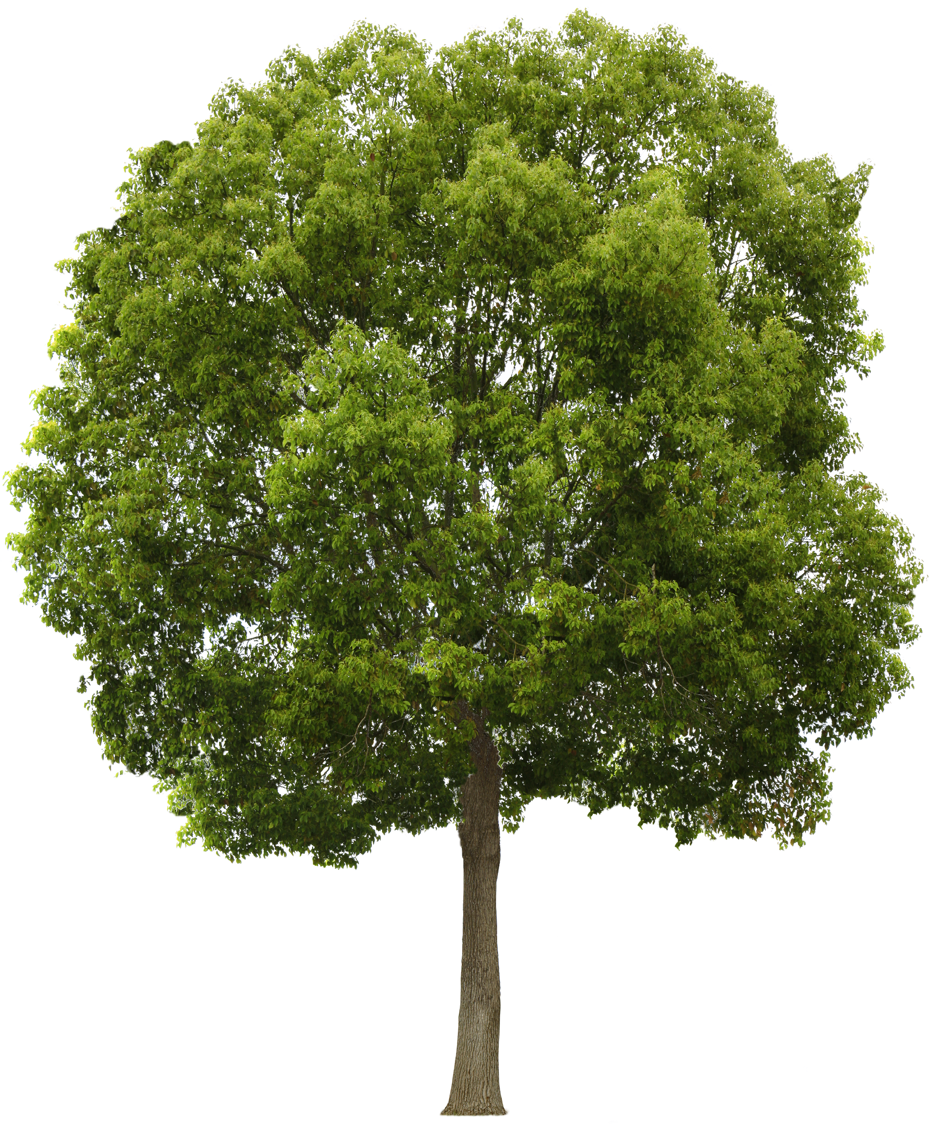 Tree Png PNG Image