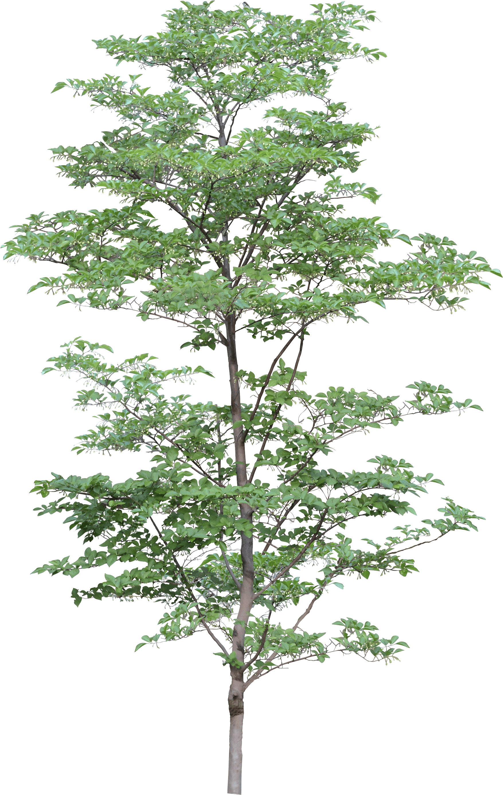 Tree Png Image PNG Image