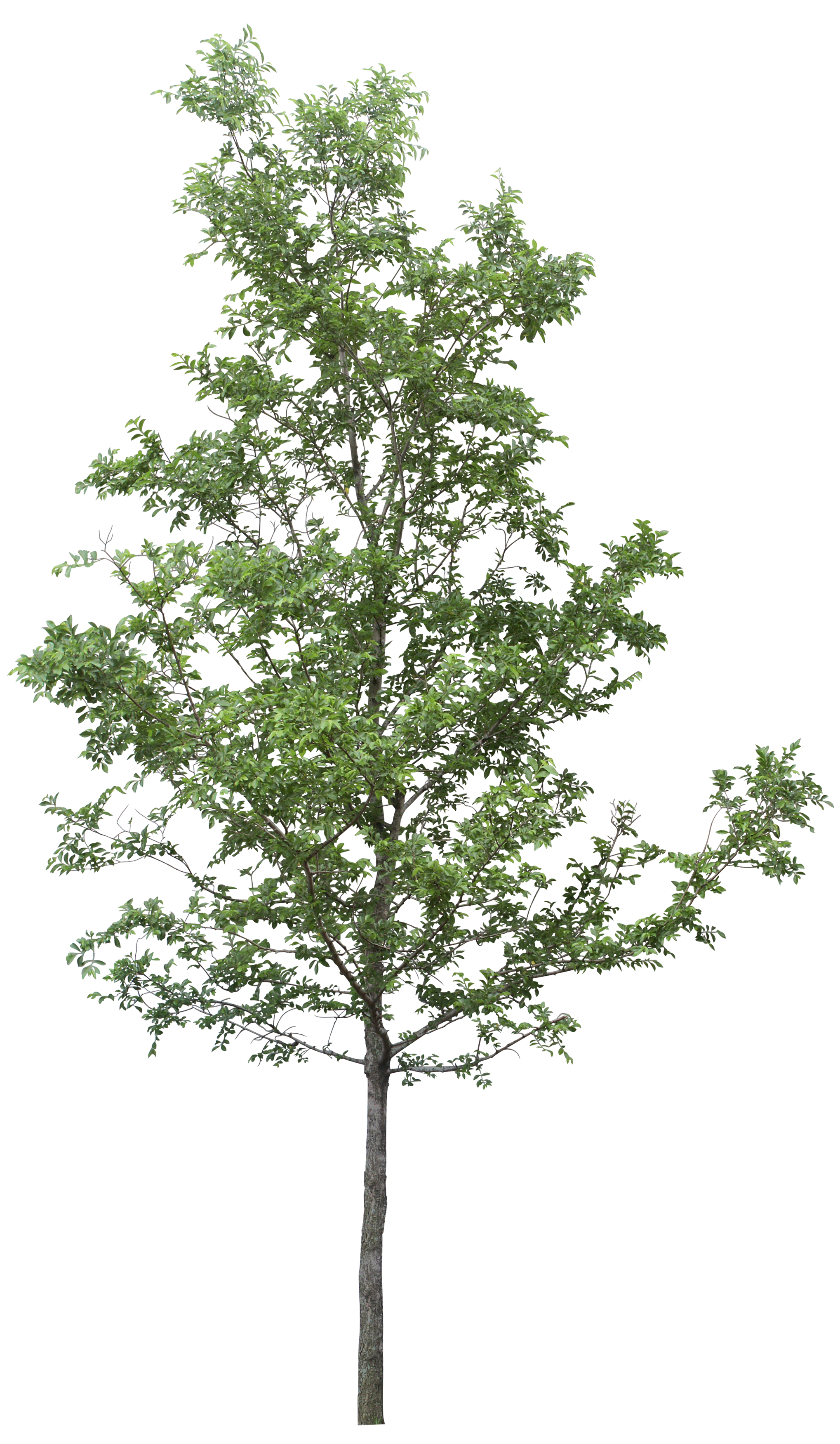 Tree Png Clipart PNG Image
