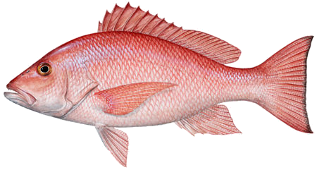 Fish Png 12 PNG Image