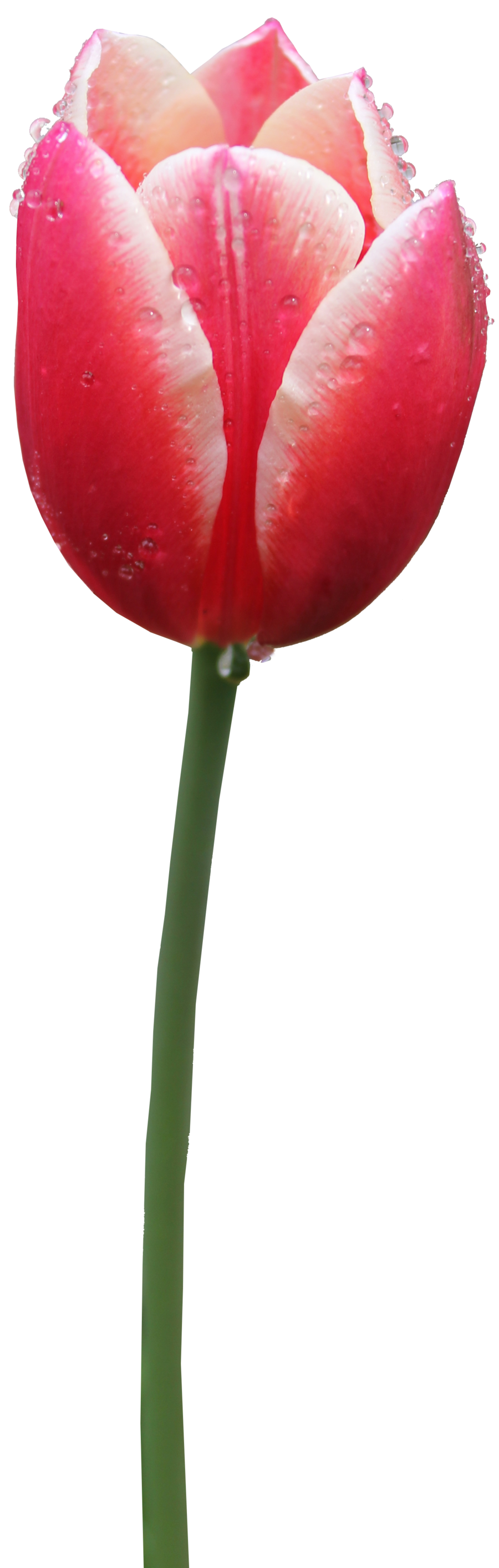 Tulip Free Png Image PNG Image