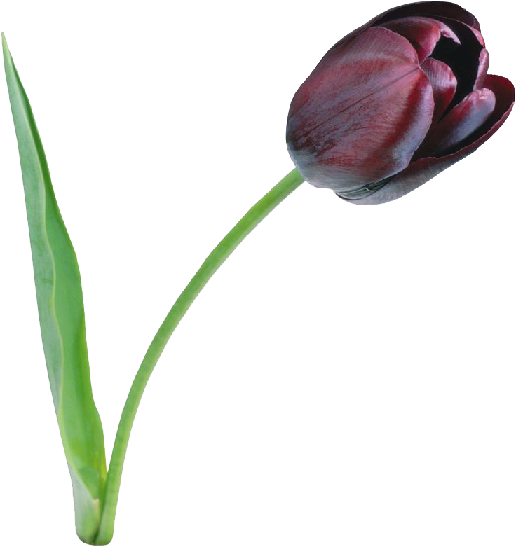 Tulip File PNG Image