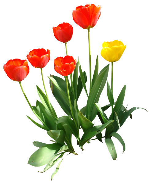 Tulip Transparent Image PNG Image