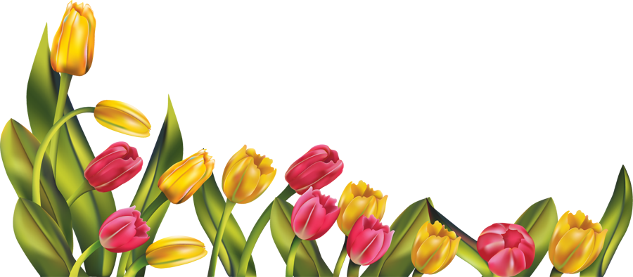 Tulip Photos PNG Image