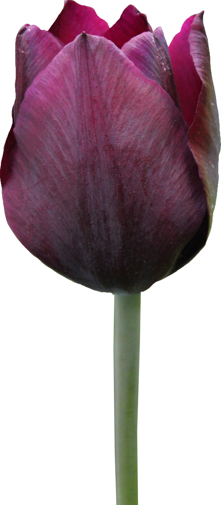 Tulip Free Download PNG Image