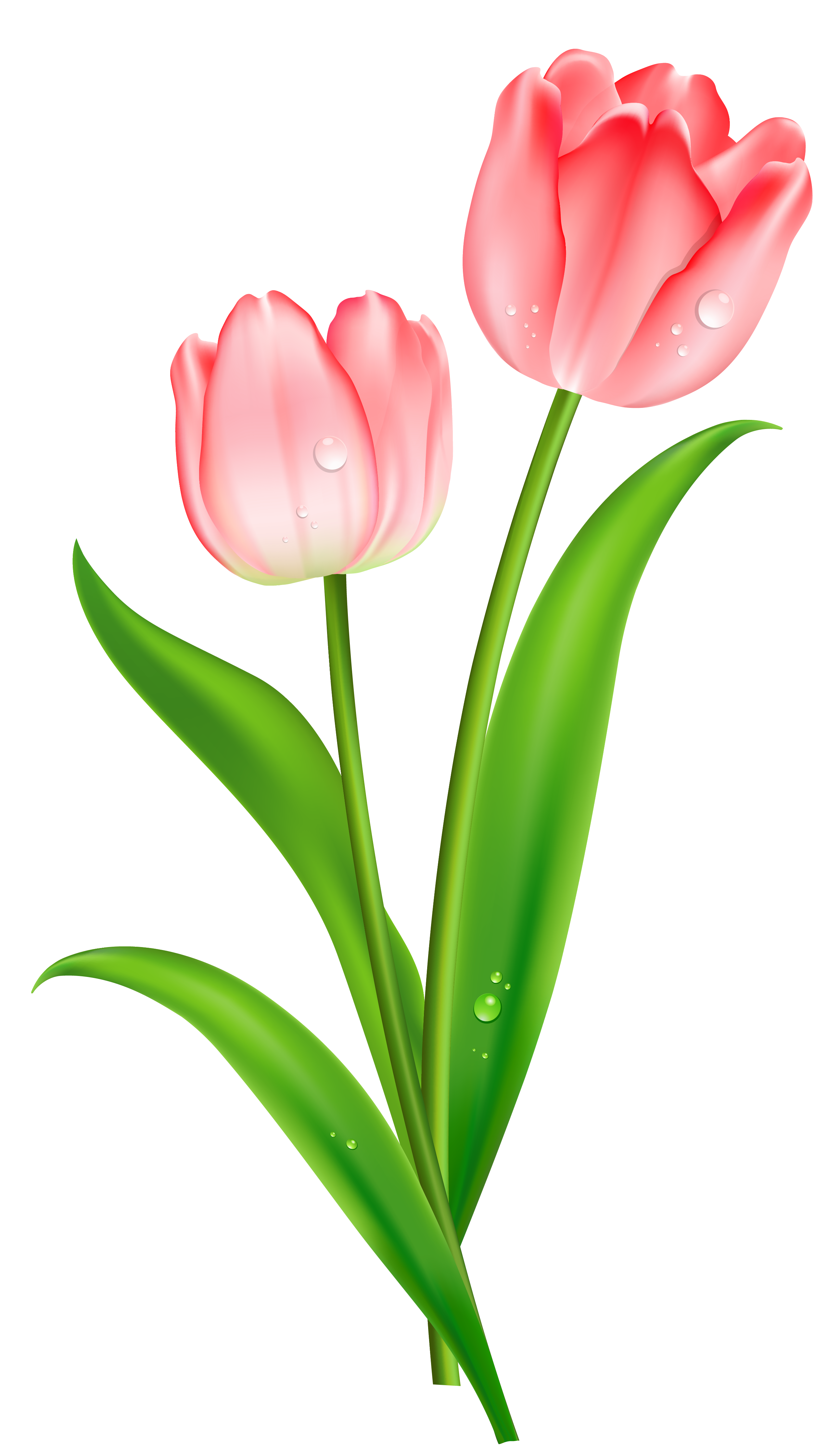 Tulip Picture PNG Image