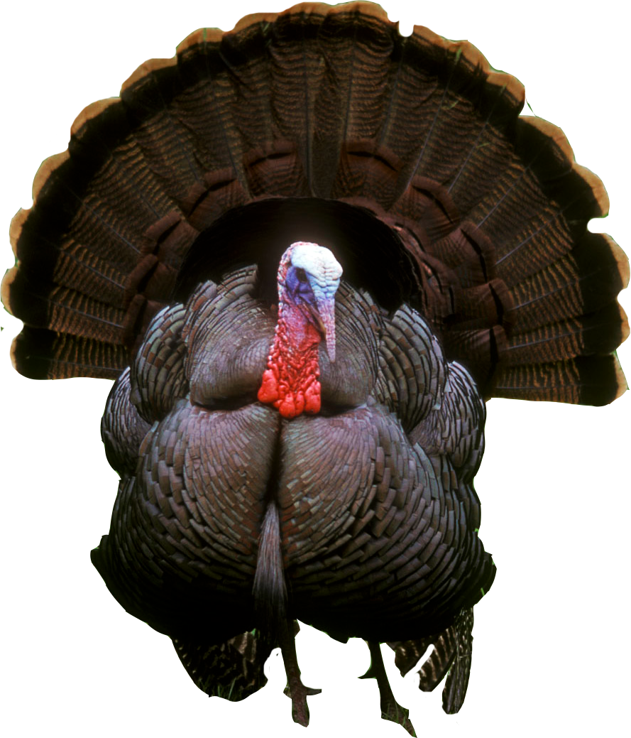 Turkey Photos PNG Image