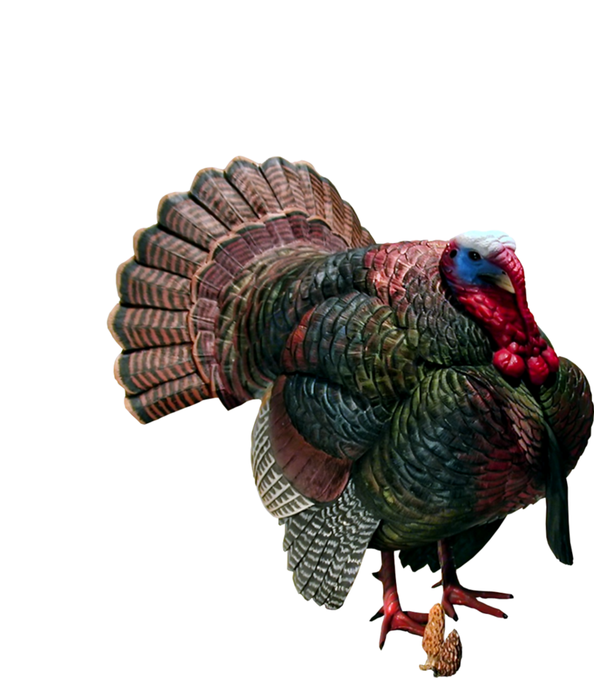 Turkey Transparent PNG Image