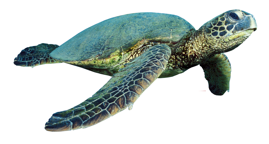 Turtle Coral Free PNG HQ PNG Image