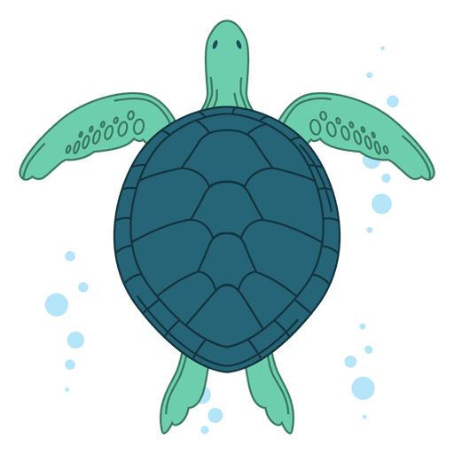 Turtle Photos Coral HQ Image Free PNG Image