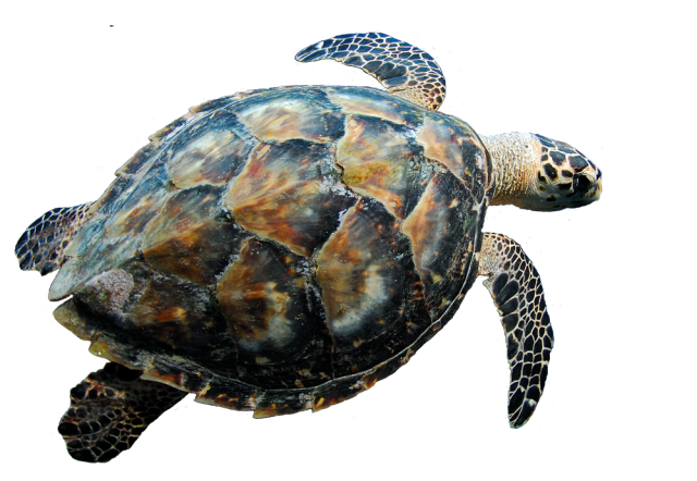 Turtle Coral PNG Free Photo PNG Image