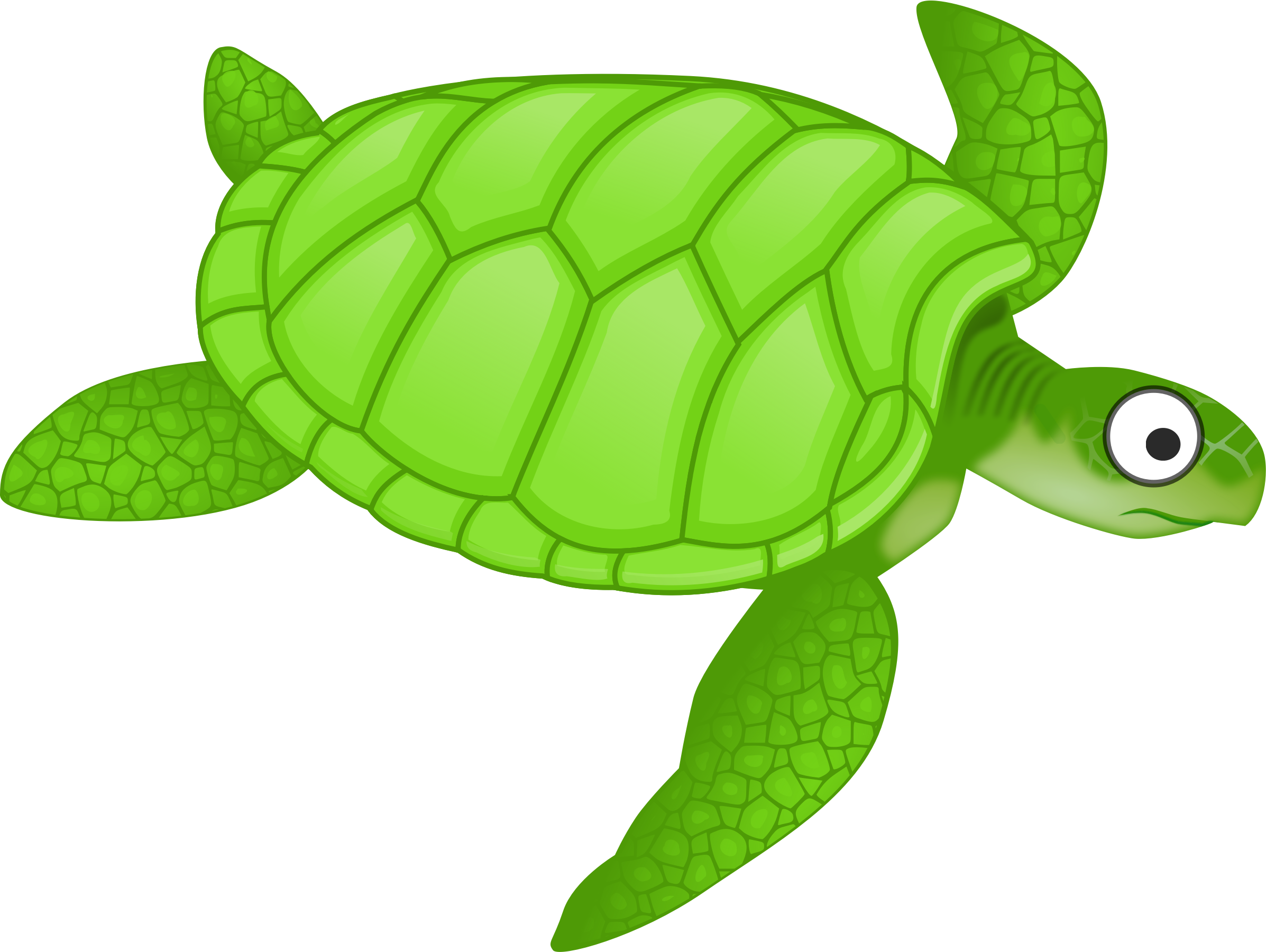 Turtle Photos Green Free Clipart HQ PNG Image