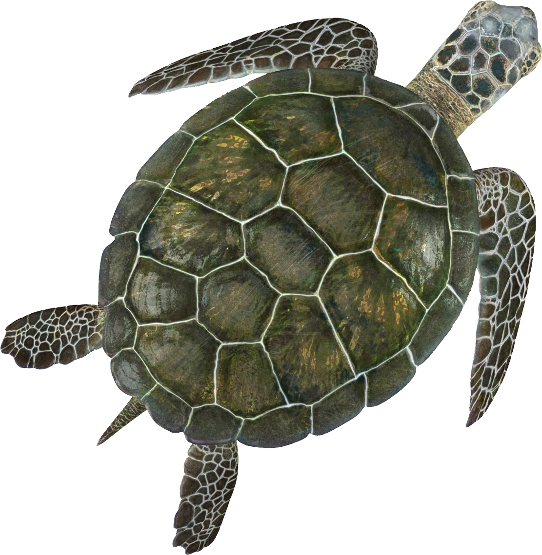 Turtle Sea Download HQ PNG Image