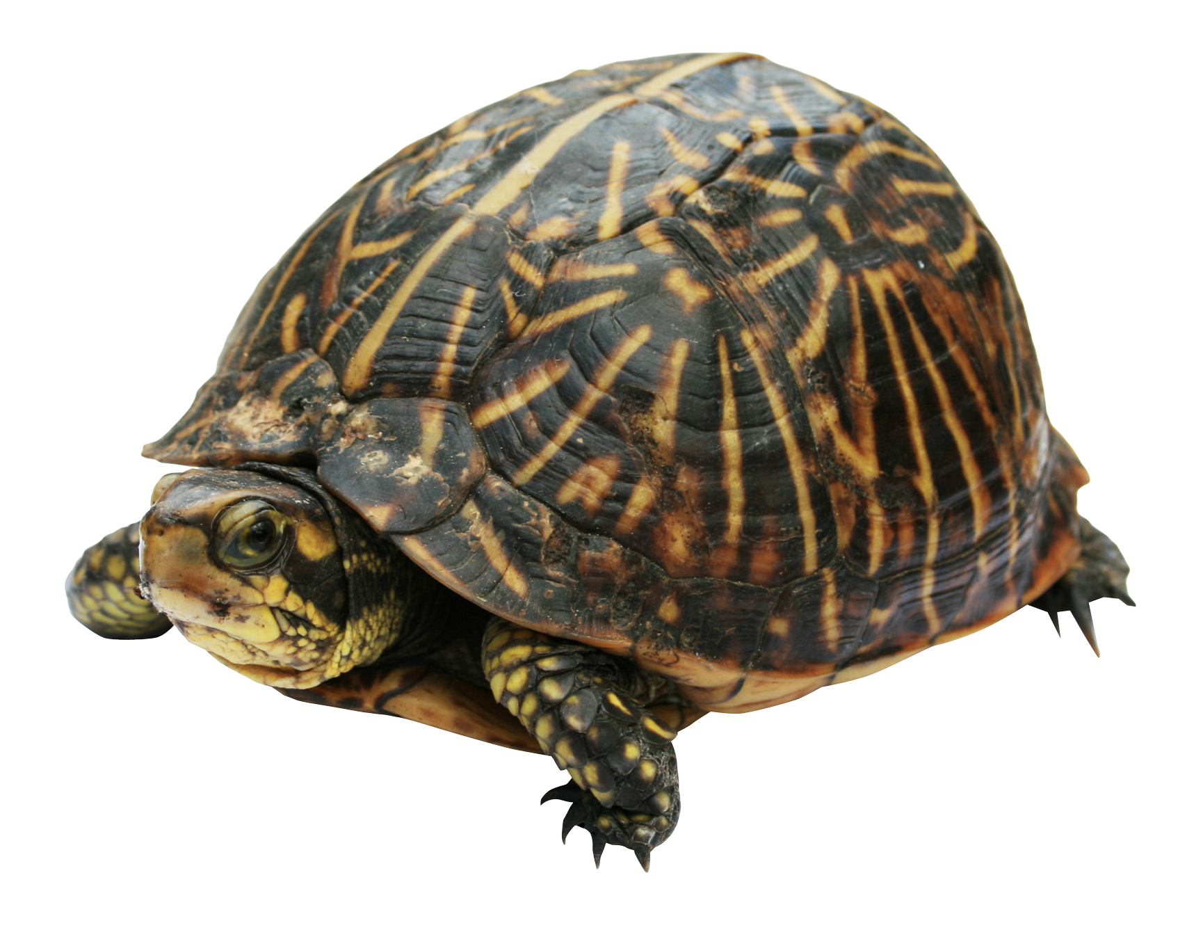 Turtle Photos Free Clipart HD PNG Image