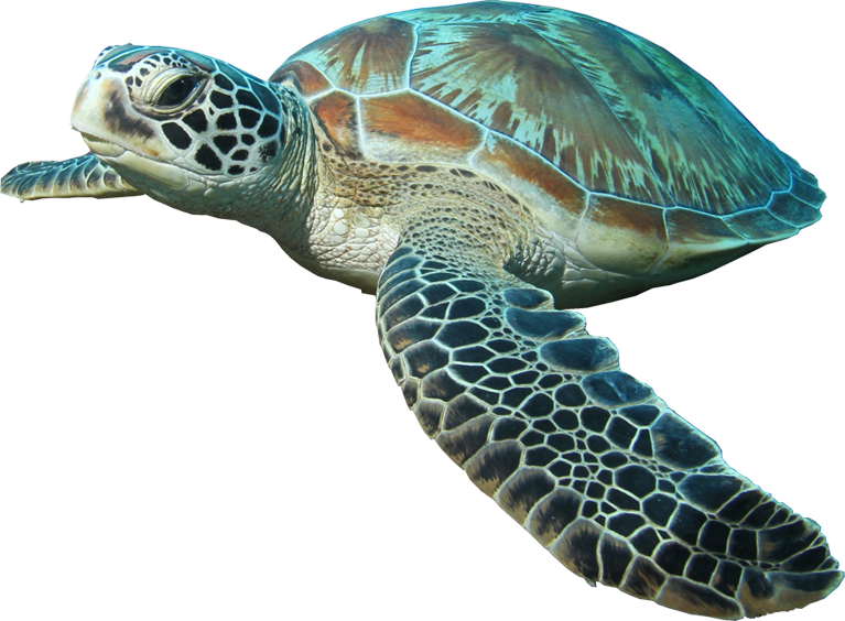 Turtle Pic HQ Image Free PNG Image