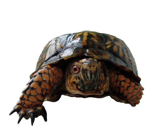 Box Turtle Photos PNG Image