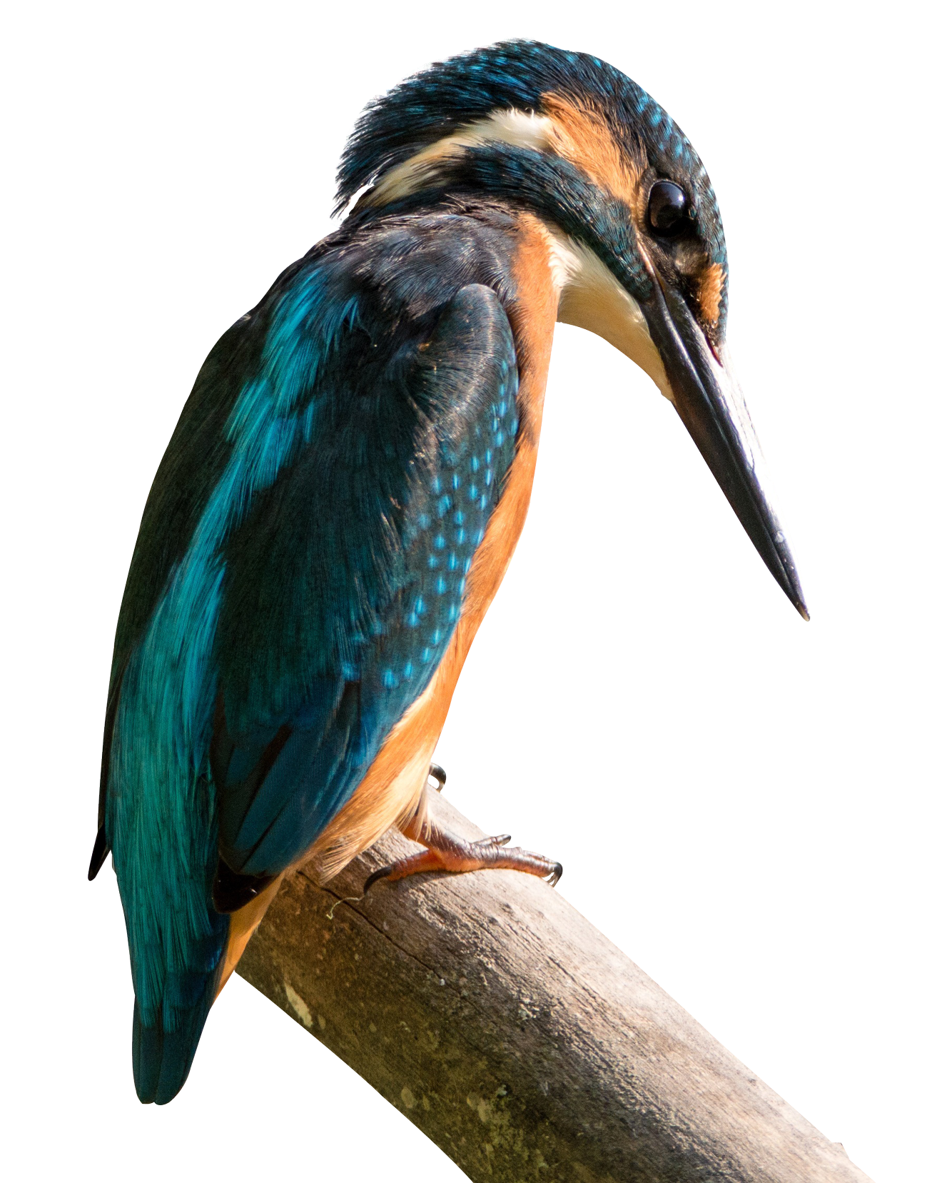 Kernel Kingfisher Antix Mx Bird Linux Debian PNG Image